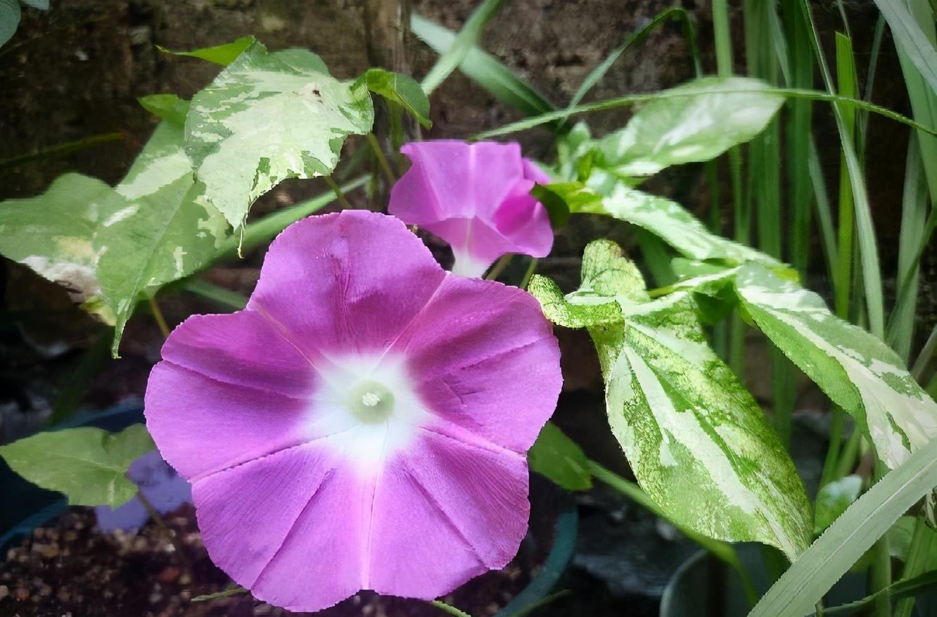 牵牛花|很容易养活繁殖的3种“漂亮花”,长得到处都是,开花也挺多的