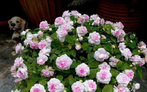 花美如|一年365天都在开花,花量大到爆盆,花美如月季山茶,南北都好养