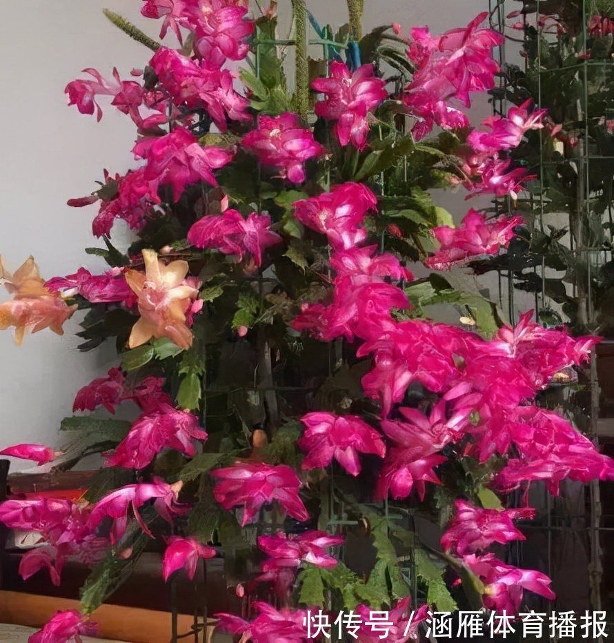 蟹爪兰喂点“大肥水”,叶片硬如铁,花苞鼓满盆,开花一百朵