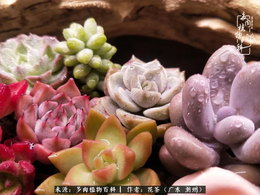 放松心情，静享愉悦，阳光下的多肉是最美的！