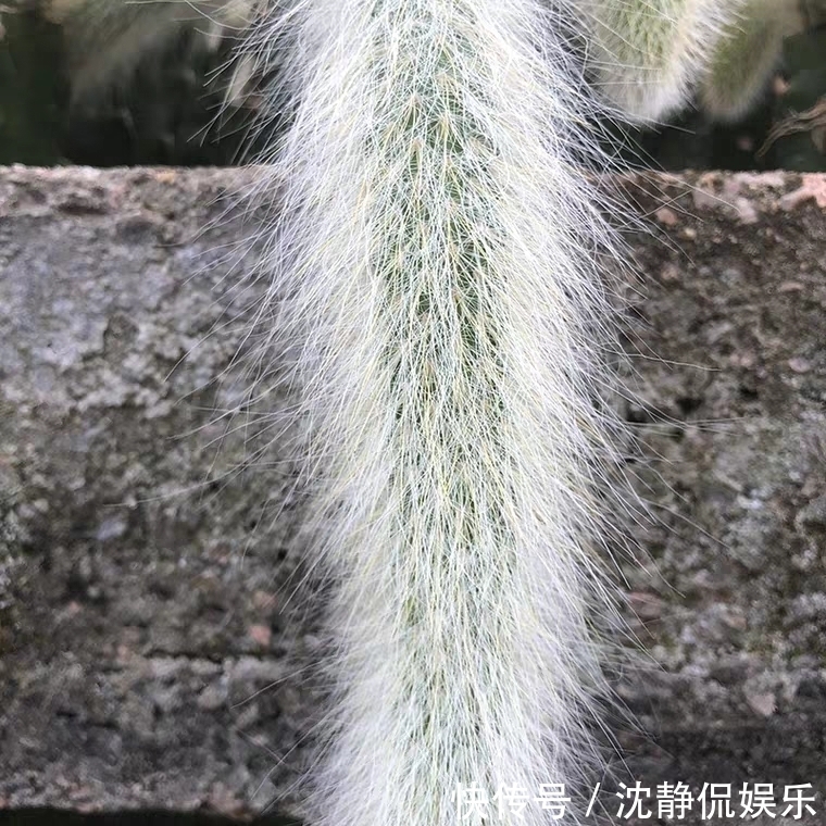 品种|9种比较稀有的多肉品种，追女朋友神器，让女神爱上多肉爱上你