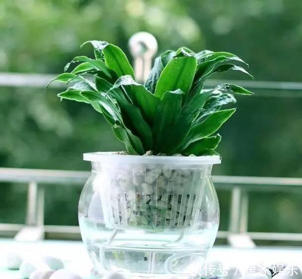 想让卫生间增添绿意,选择这些植物准没错!