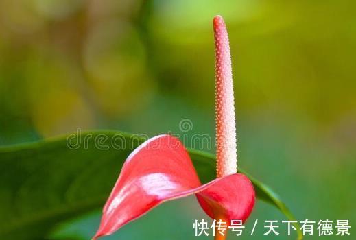 龟背竹|特别爱干净的人,客厅只养“干净花”,不落叶不招虫,美观又好养