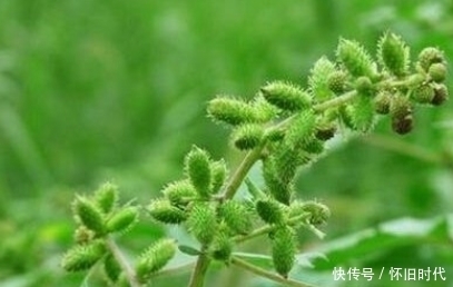 路边|提个醒:在路边见到此果,一定要想办法摘回家,作用非常大
