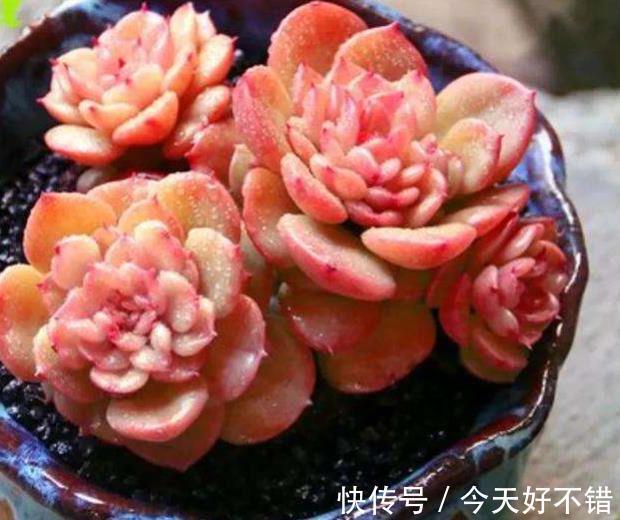 养护|5种高颜值普货多肉,12月养一盆正当时,便宜好养上色美