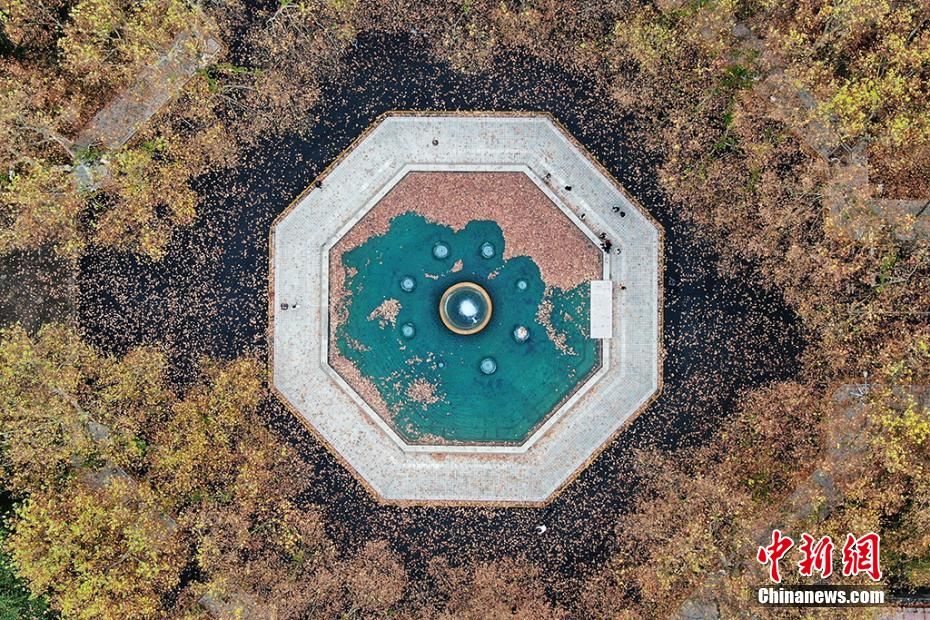 飘飘|南京东南大学落叶飘飘“醉”美校园