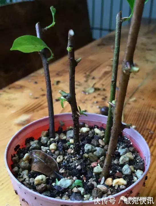 3种花太贵,别再买了,剪几个枝就能扦插几十盆!