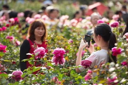 月季花开完第一次花后我给它重剪了只留下裸桩这样好吗?