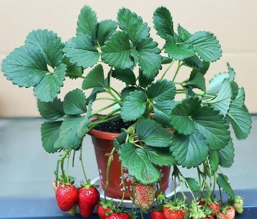  无花果|此几种水果别买了，在花盆就能种，几个月就挂满果，一摘一箩筐