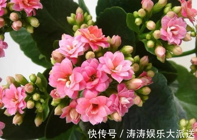 浇灌|2种促进植物开花的“万能肥”,花期前,浇水加一勺,蹭蹭冒花苞