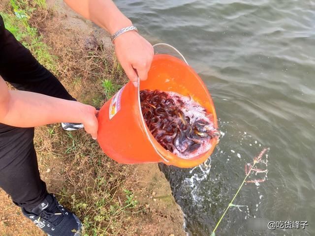 泥鳅豆腐汤|人称“水中人参”，怎么做都好吃，乡下人都吃过，可惜沦为放生鱼