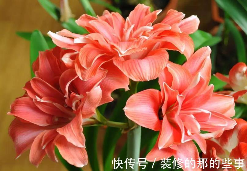 天竺葵|4种漂亮花,现在养一盆正当时,秋凉早开花,适合新手