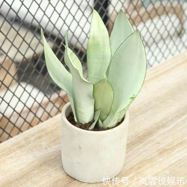 蓄水池|3种“懒人花”,最怕”水大“,”旱“字记心头,盆盆枝繁叶茂!