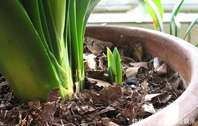 肥力|茶叶喝完就扔真是傻到家,明明是养花神器,被你白白糟蹋