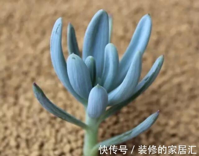 只需要一个简单的动作，就能让你徒长了的多肉变美，变胖