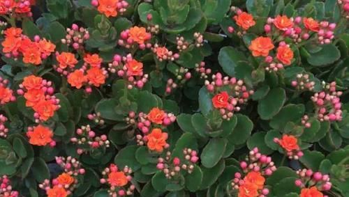 磷钾肥涨价了？别担心！草木灰、骨粉肥养年宵花，催花不愁