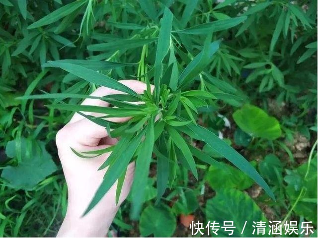 蛋饼丝|此野菜是痛风的“死对头”，越吃眼睛越明亮，老少皆宜，营养美味