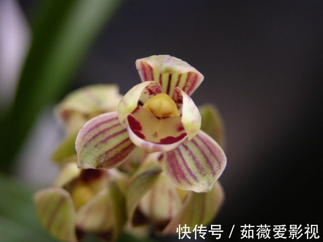 喜欢菊花，不如养盆“精品玫瑰”黑魔术，花开色如黑墨，高贵典雅