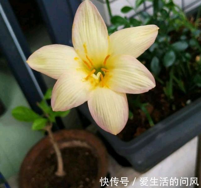 风雨兰|夏季的开花劳模，越热越开爱花，很好养，又漂亮