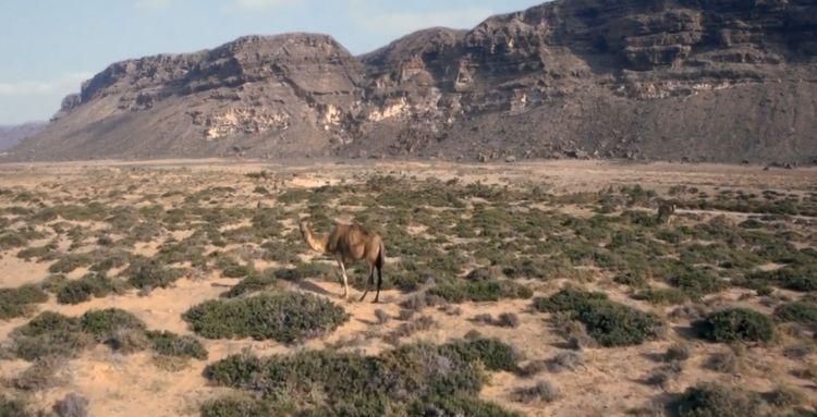 遗落|被遗落的岛屿，与人类隔绝1800万年？进入岛屿犹如踏入一个外星球