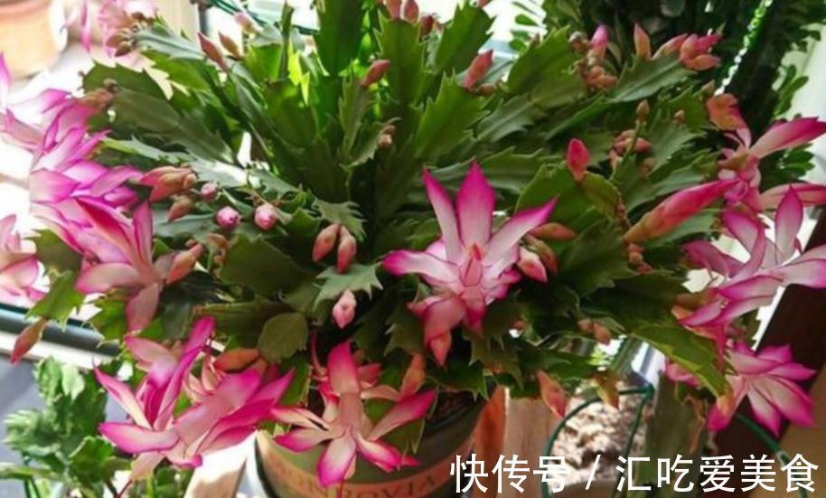 带苞的蟹爪兰，刚买回家就变“徒”该怎么办？趁早调控这些细节