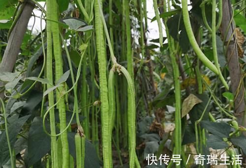 茼蒿|人到中年想长寿，要坚持吃3种食物，滋润身体，好处多多！