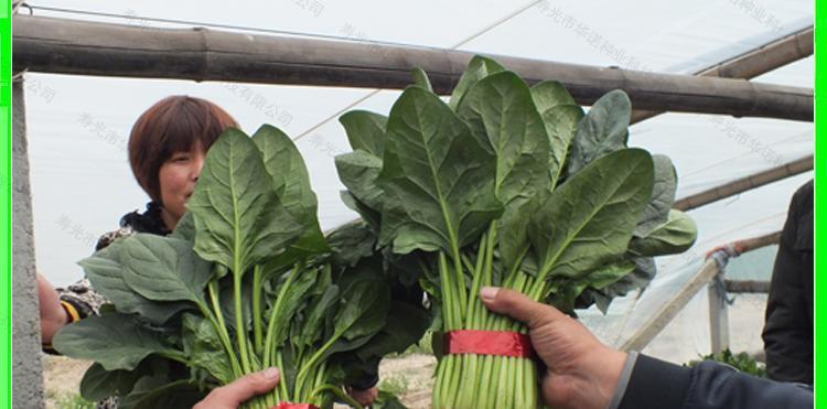 尖叶菠菜|买菠菜，要分清“尖叶”和“圆叶”，差别很大，买错不甜爽还涩口