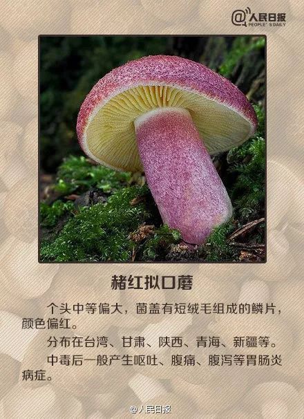 5人食用野生菌中毒送医！中毒者事后回忆：吃起来又脆又甜