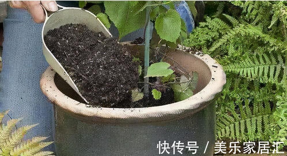 老花匠养花，从来不买花肥，只用这3种黄金土，盆盆都能爆