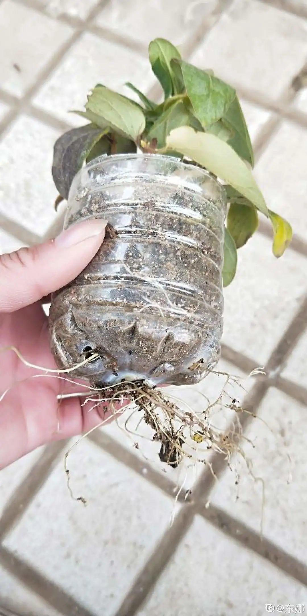 1个塑料瓶,居然有8种养花方法,省钱又好用!