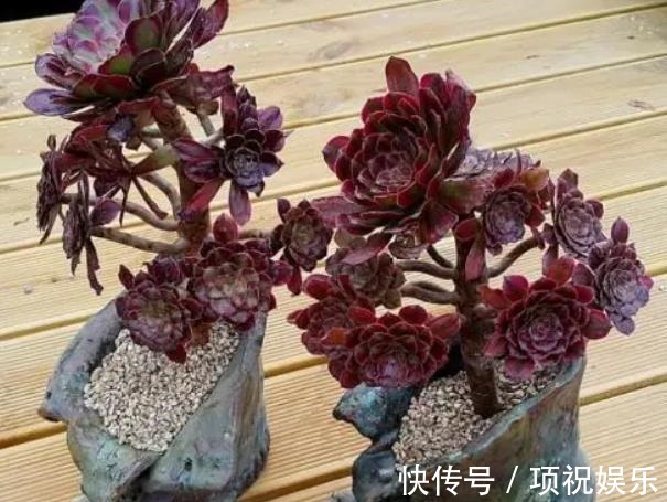 想要多肉快速长成老桩,教你一个小技巧,茎秆粗壮,新手也会养