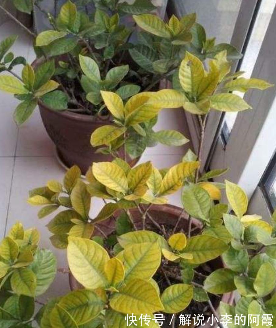 养栀子花缺了这三样,黄叶掉花苞,及时改善,叶绿根壮花满枝头