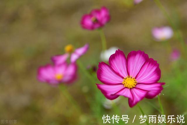 老年人|74岁老人述言：独处、不合群是老年人能够长寿的关键
