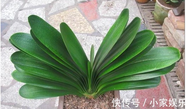 怎么样能让家里的君子兰提前开花学会以下几招,开花上百朵