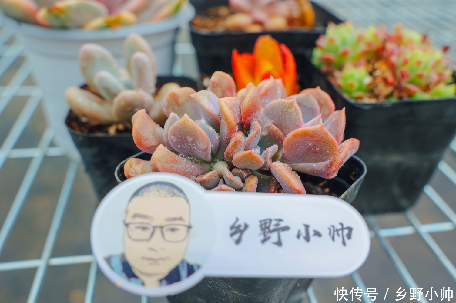 休眠|夏天肉肉会休眠?小帅介绍几种夏种型多肉,总有一款适合你