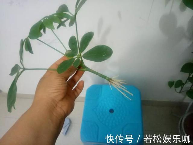 花卉|生根剂不用买,用家家都有的“小东西”,2分钟就能制出来