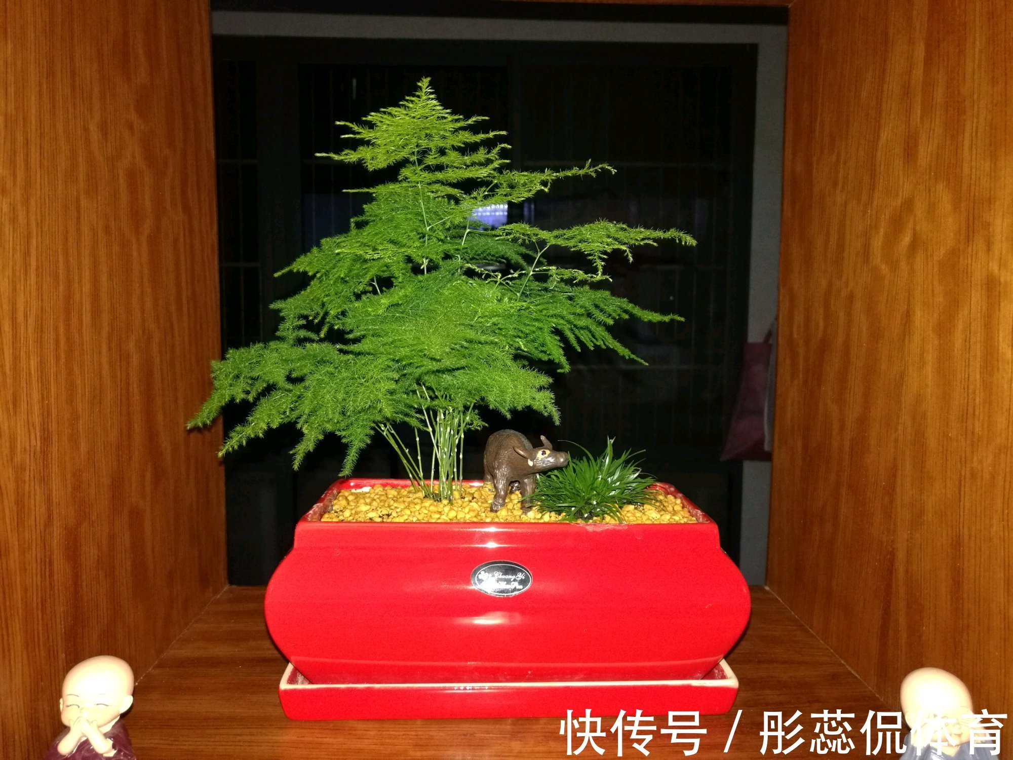 5种“漂亮花”，客厅养最合适，缺少光照，一样枝繁叶茂