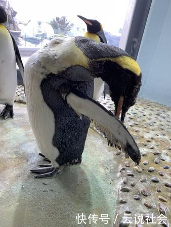企鹅宝宝超巨大 游客看后怀疑 动物园请人假扮的 快资讯