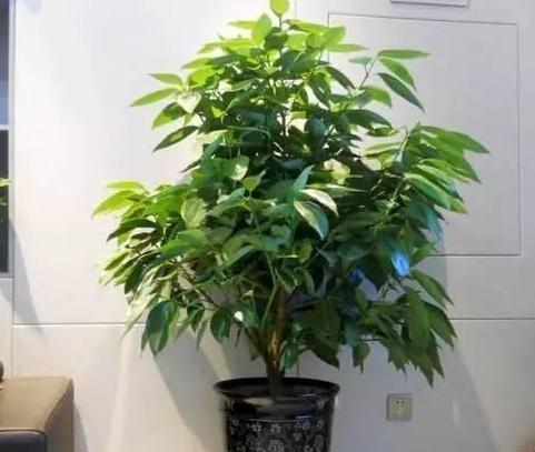 养殖花卉关键得选对花盆错了,会给植物带来3点''致命伤''