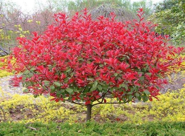 了不起的“3种树”,养1盆在家,散发出来“芳香”,比香水好闻!