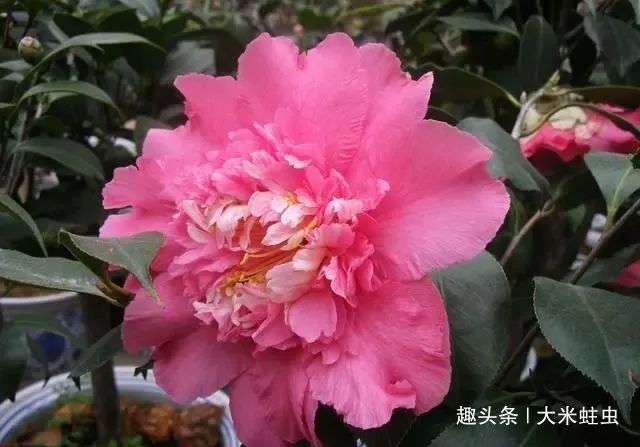 茶花浇水不当，花苞哗哗掉，教你一个小技巧，浇水不用愁