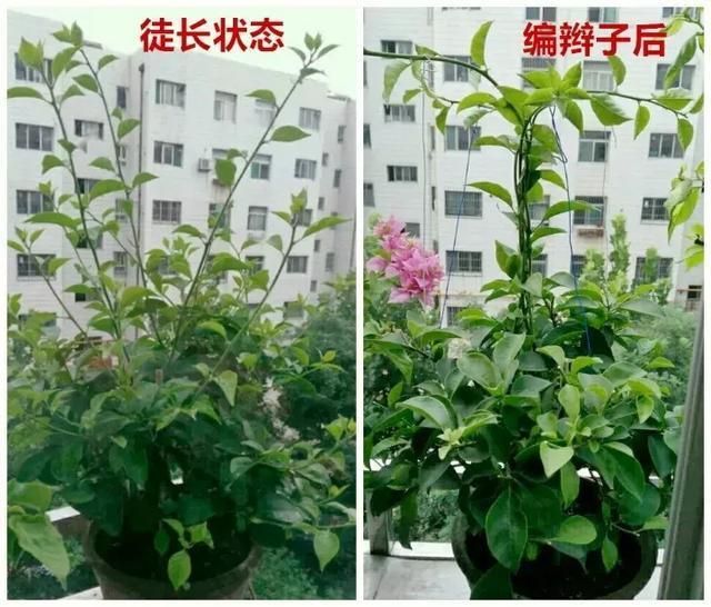 扦插|三角梅的养护大全摘光叶子，少浇水，使劲晒，开花爆满盆