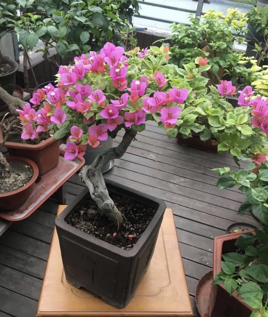 养了10年的三角梅,一年“修剪”5、6次,变成“老桩”盆景