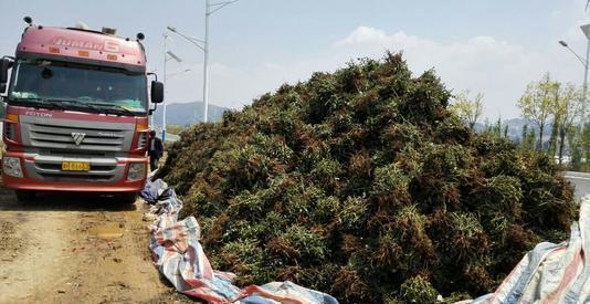 养花|养花新手买“老桩”,都被“割韭菜”,高手会省钱,专挑小的买