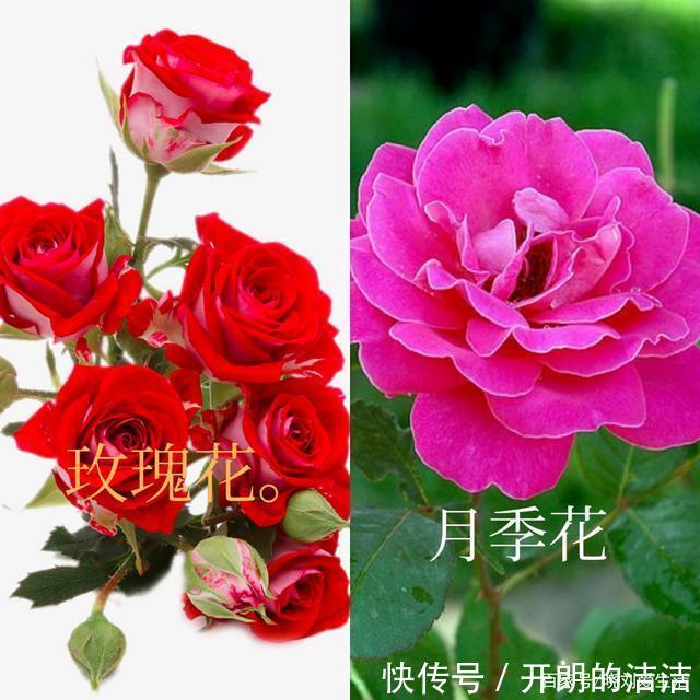 玫瑰花和月季花长得很像，如何正确区分