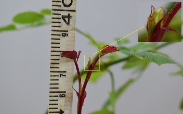 别再羡慕达人的花园了，月季正餐吃得好，你也可以