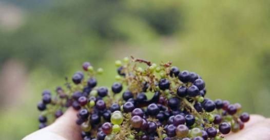 山里“4种”野果子,以前砍柴时吃到吐,如今满山找不到1棵,可惜