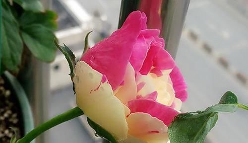 月季是“药罐子”?养这款月季,抗病性5颗星,开花比牡丹还美艳