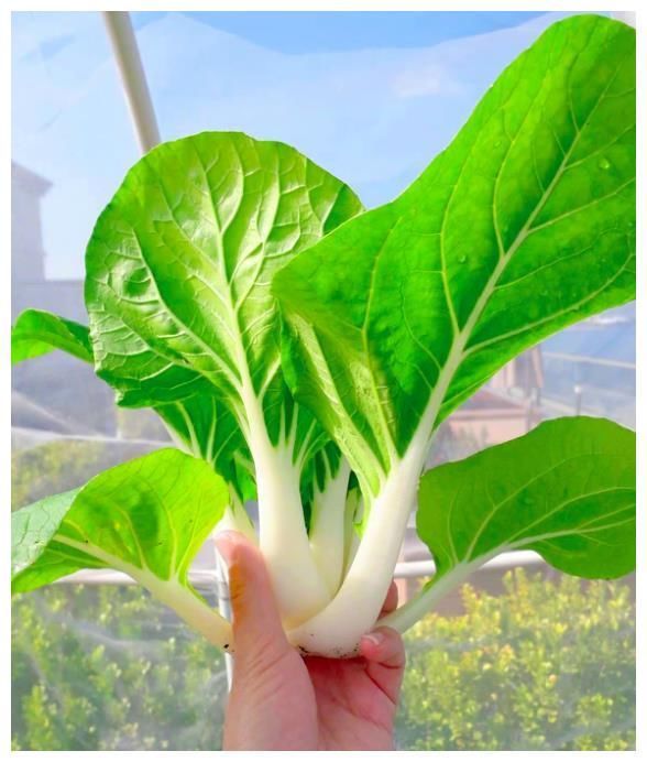 王祖蓝晒自家有机菜园,引10万网友点赞,网友:这就是向往的生活