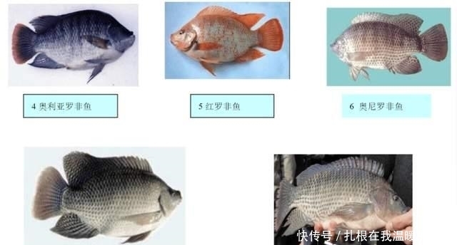 养殖|从来不吃亚洲鲤鱼的美国人,为何吃起了非洲鲫鱼?新冠疫情闹得?